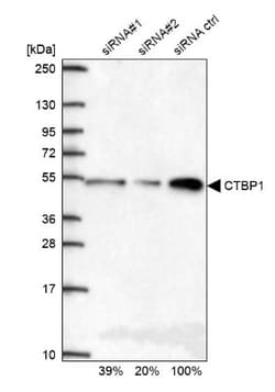 CtBP1 Antibody, Novus Biologicals 0.1mL; Unlabeled:Antibodies, Polyclonal